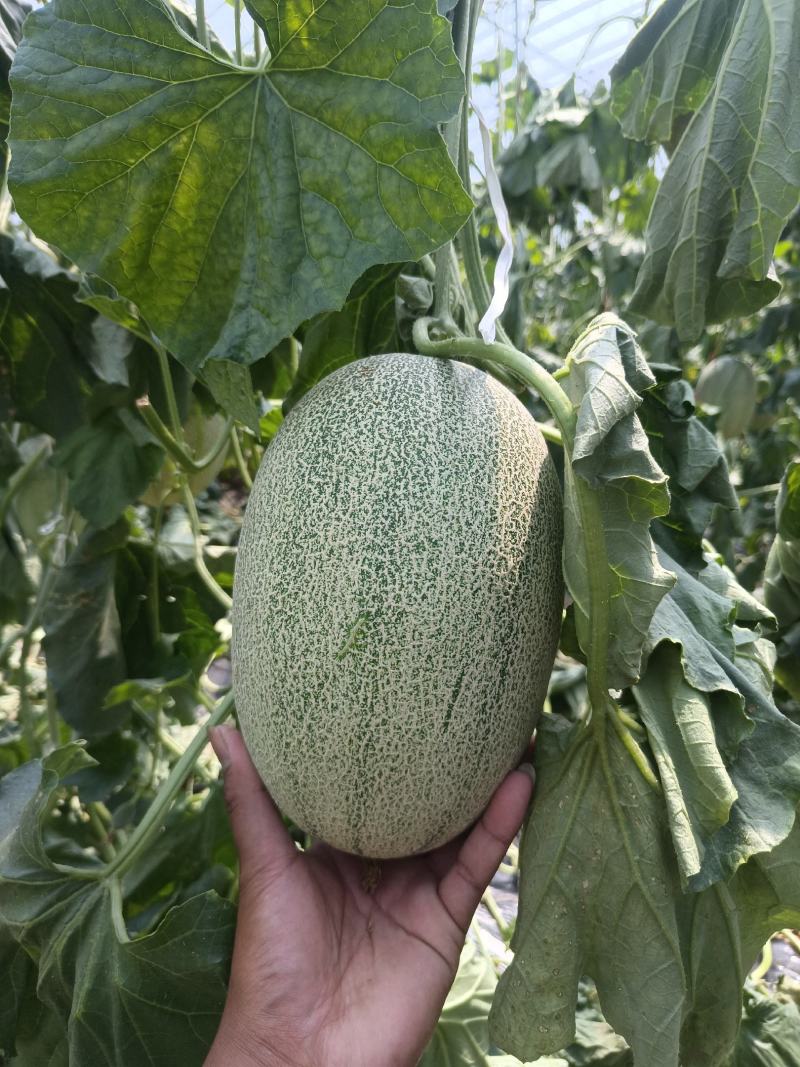 精品小蜜25头茬瓜大量有货，3到7斤，糖度达到16