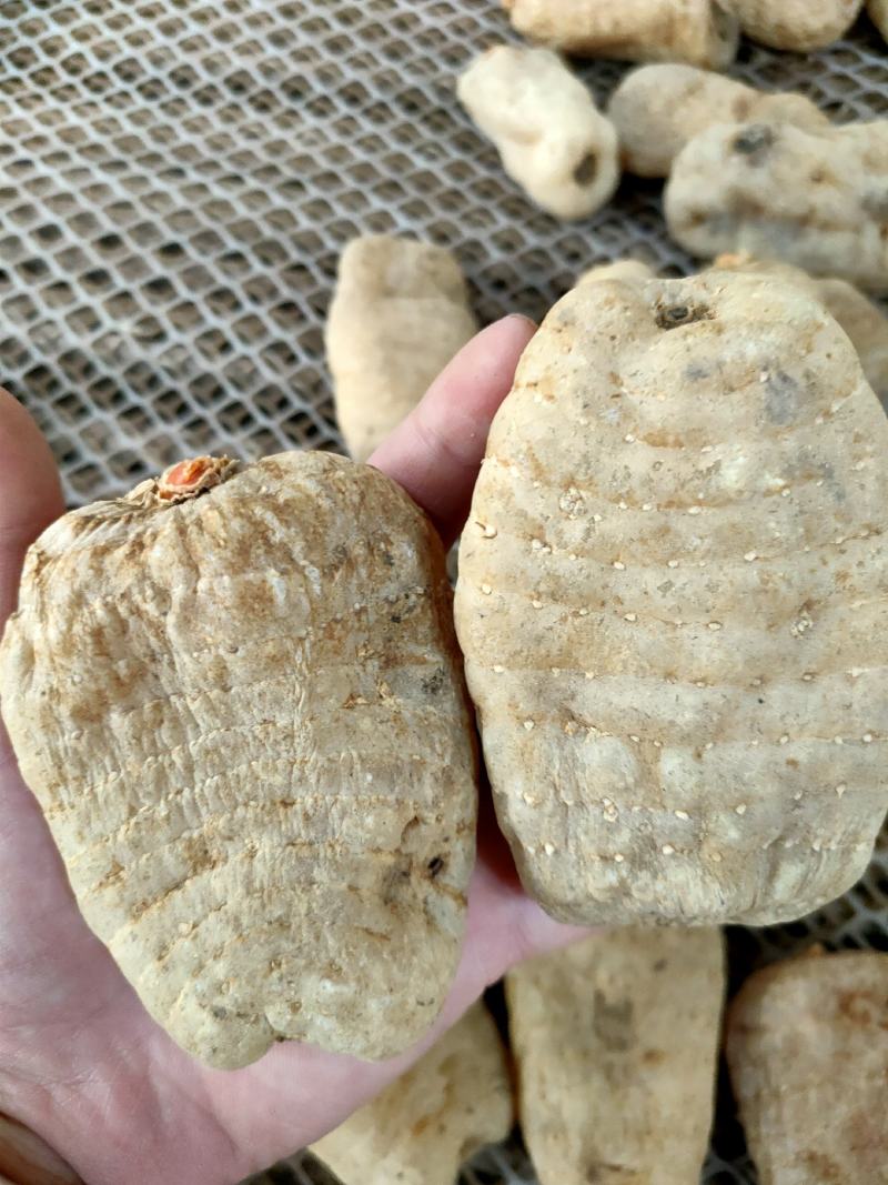 干天麻。云南昭通小草坝天麻。仿野生种植三年一季。