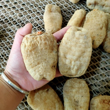 干天麻。云南昭通小草坝天麻。仿野生种植三年一季。