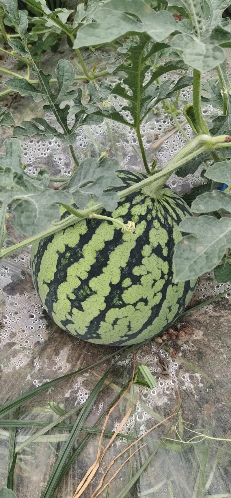 各品种西瓜口感好靓丽