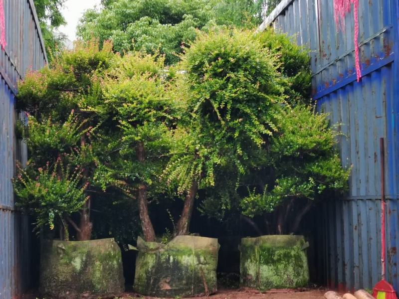 精品造型赤楠树桩福建基地直销量大价优
