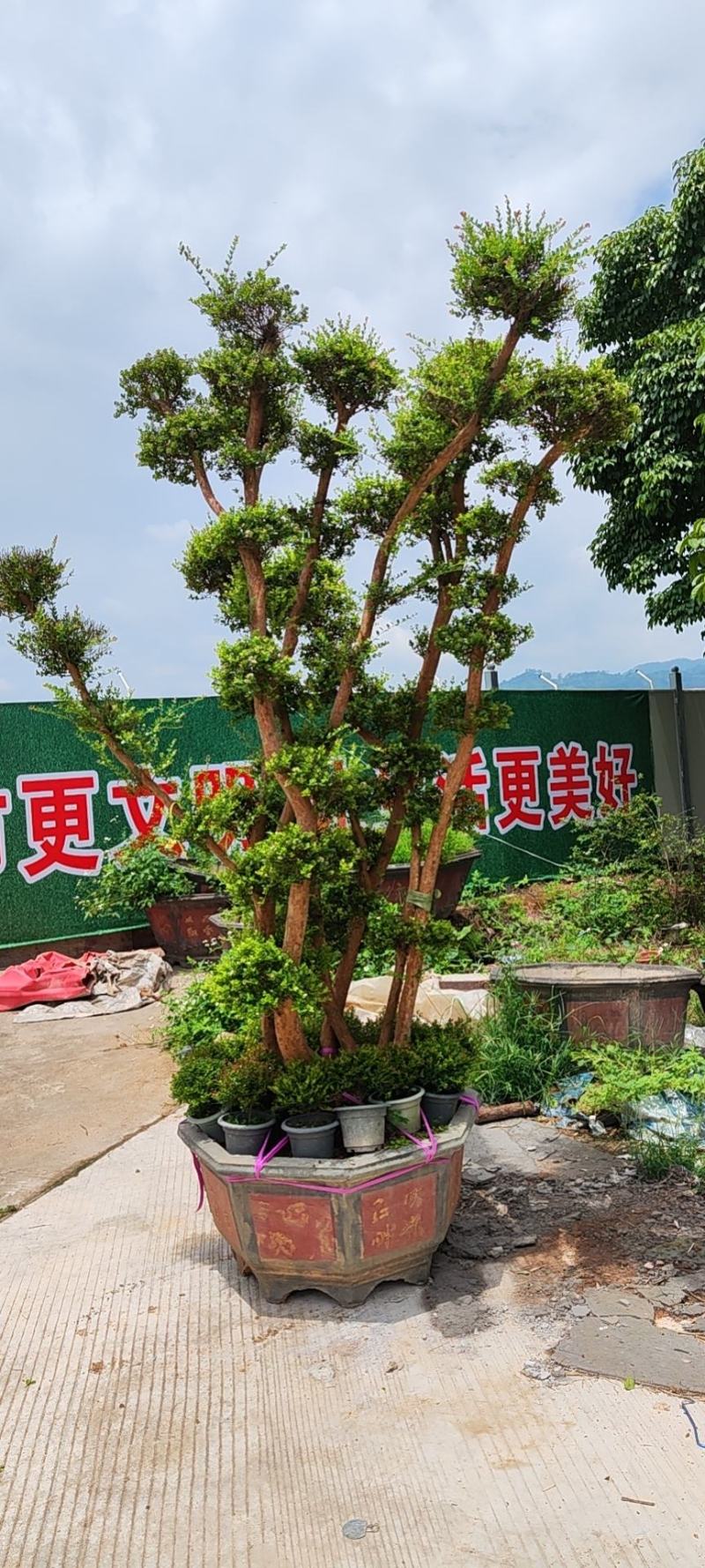 精品造型赤楠树桩福建基地直销量大价优