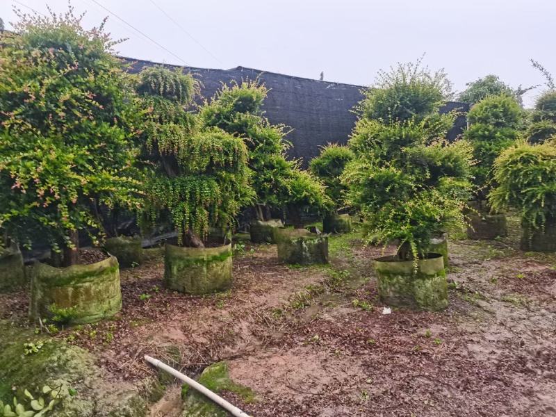 精品造型赤楠树桩福建基地直销量大价优