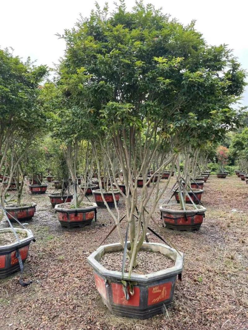 树葡萄嘉宝果大量供应福建基地直销量大价优