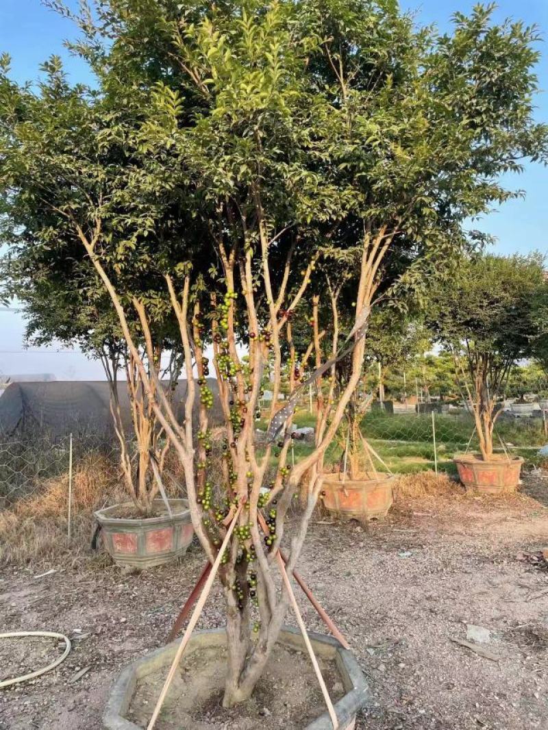 树葡萄嘉宝果大量供应福建基地直销量大价优