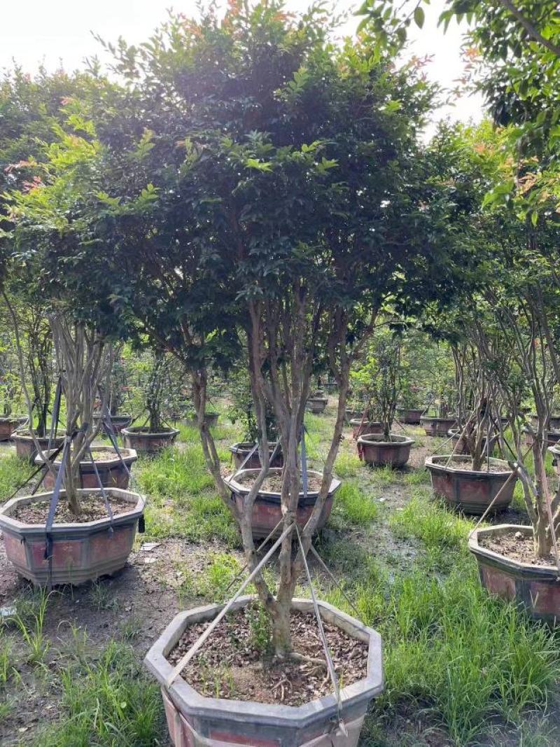 树葡萄嘉宝果大量供应福建基地直销量大价优