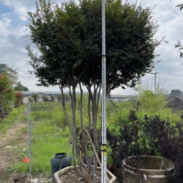 树葡萄嘉宝果大量供应福建基地直销量大价优