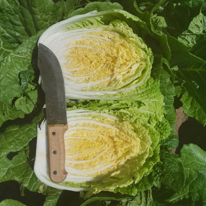 黄心大白菜大量现货产地直供外表绿，不烧心，不烧边产地直发