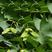 新采元宝枫种子别称平基槭华北五角槭圆宝树籽园林绿化