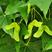 新采元宝枫种子别称平基槭华北五角槭圆宝树籽园林绿化
