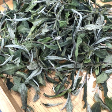 福鼎白茶