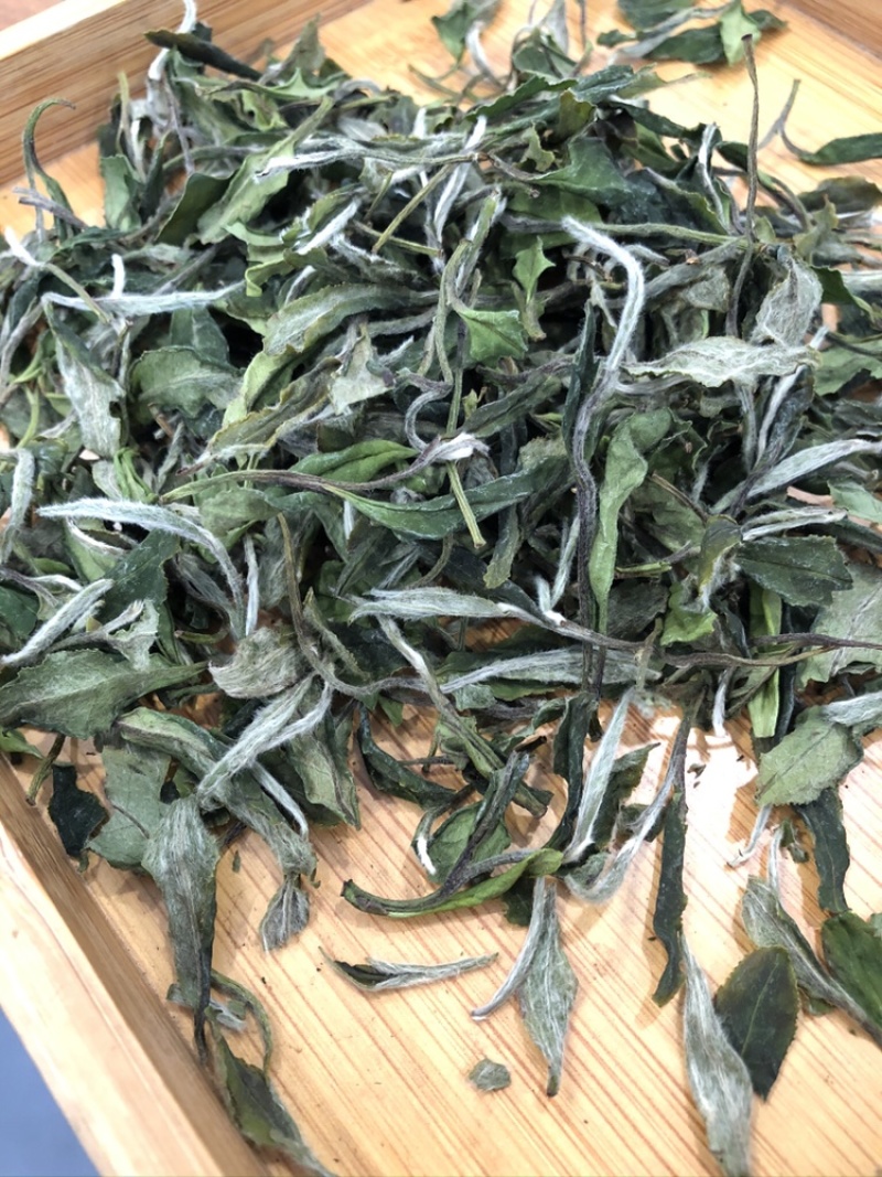福鼎白茶