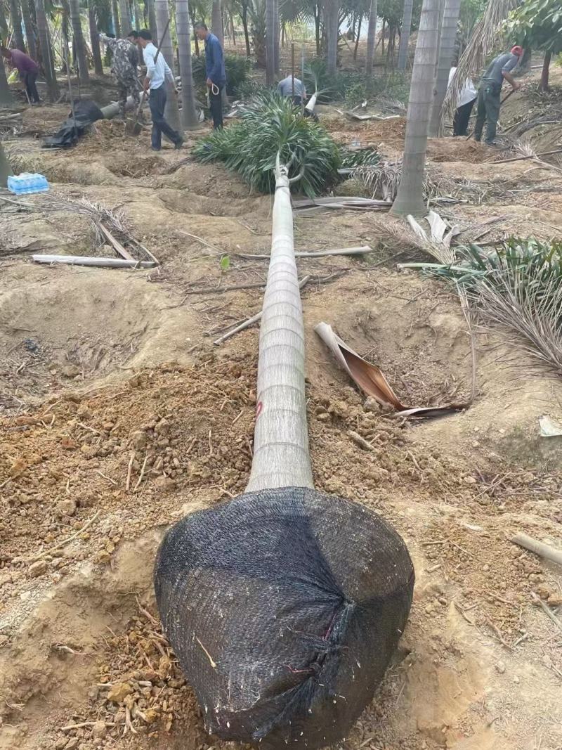 狐尾椰子椰子树大量供应福建基地直销量大价优