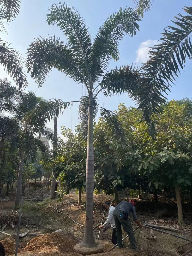 狐尾椰子椰子树大量供应福建基地直销量大价优