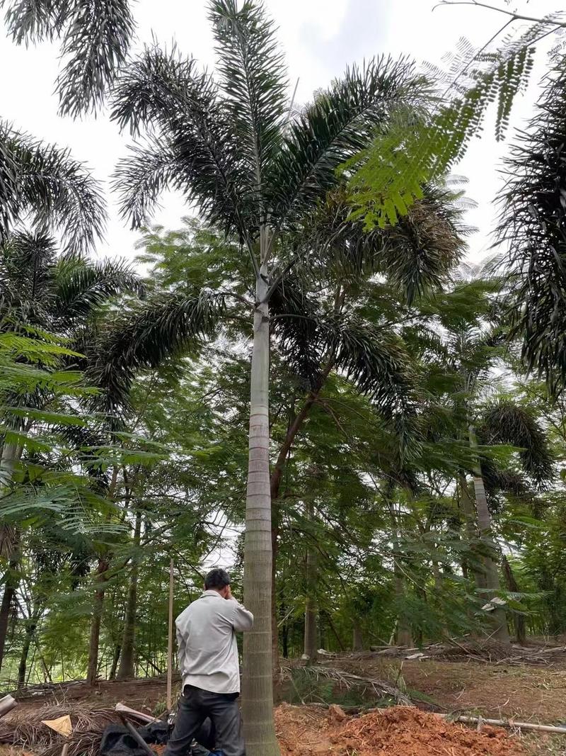 狐尾椰子椰子树大量供应福建基地直销量大价优