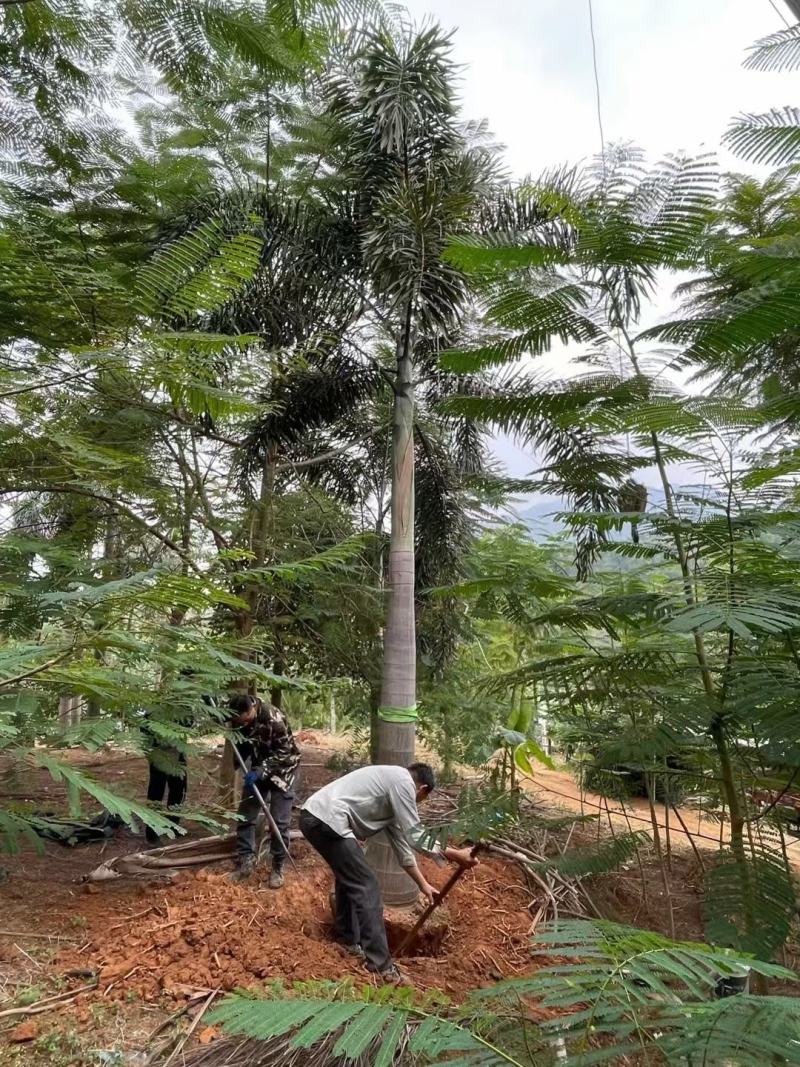 狐尾椰子椰子树大量供应福建基地直销量大价优