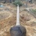 狐尾椰子椰子树大量供应福建基地直销量大价优