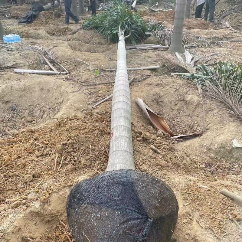 狐尾椰子椰子树大量供应福建基地直销量大价优
