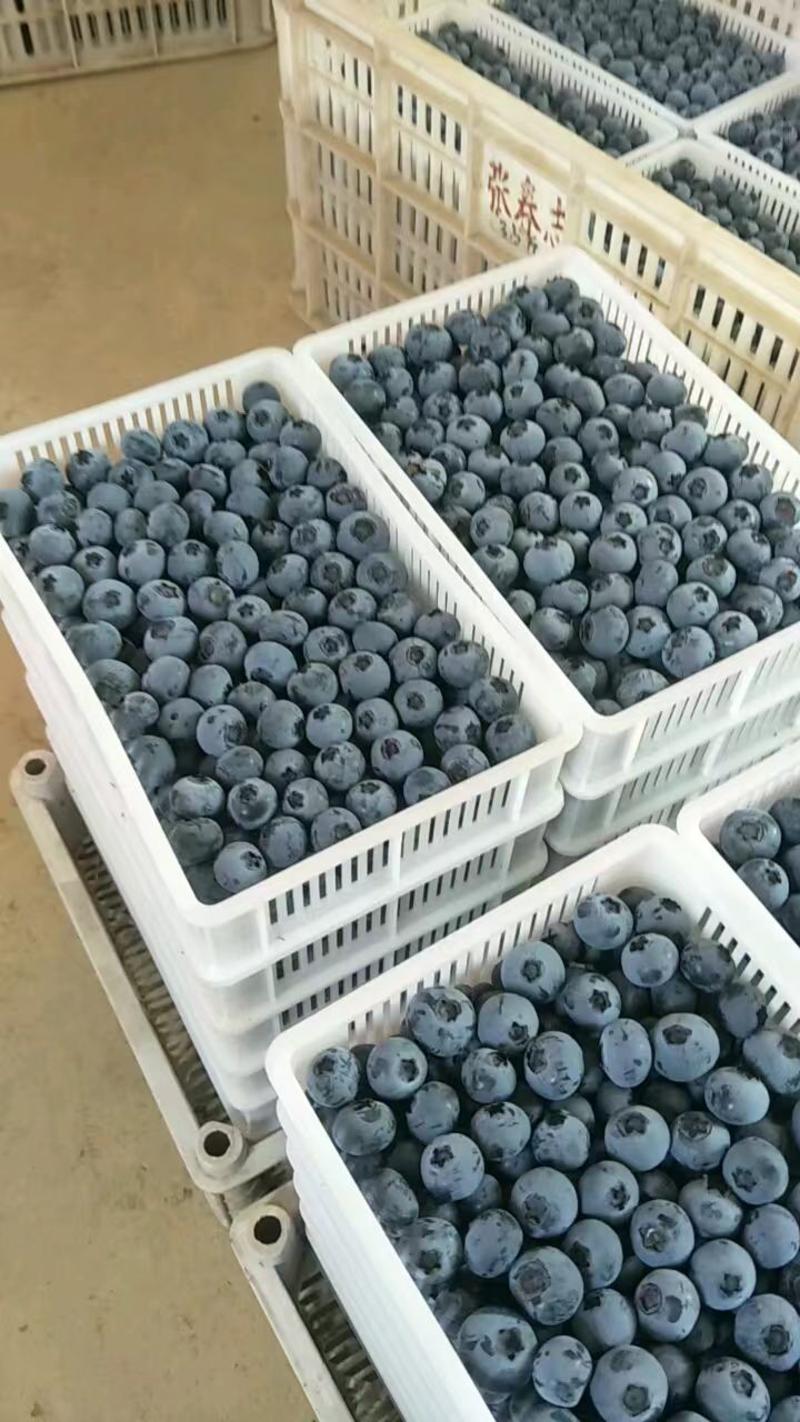 【头茬】大棚蓝莓产地批发价格便宜皮薄肉厚甘甜可口