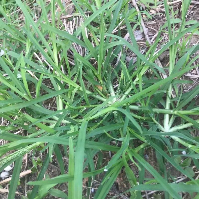 巴根草种子铁线草护坡草籽爬地草绊根草护坡种子防水土流失