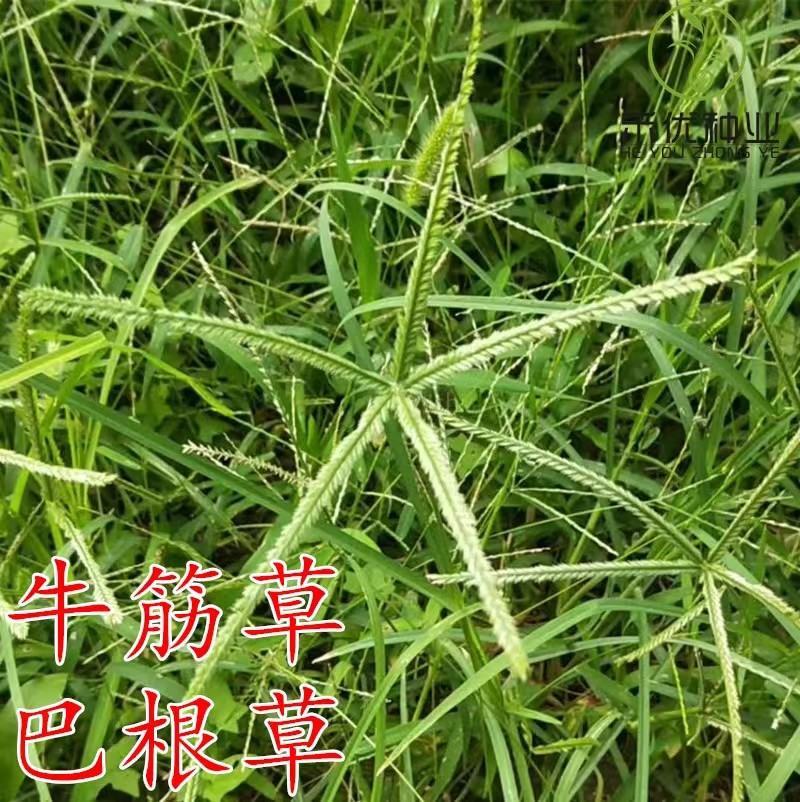 巴根草种子铁线草护坡草籽爬地草绊根草护坡种子防水土流失