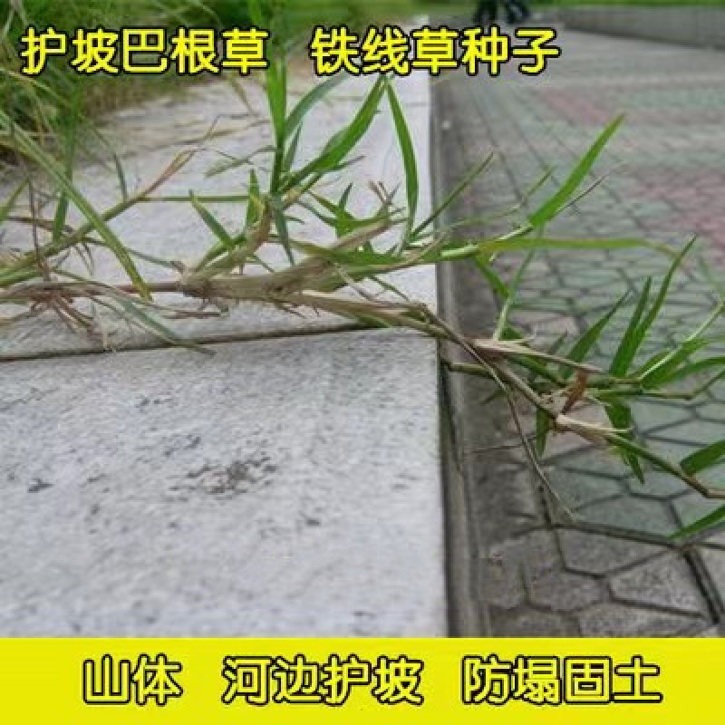 巴根草种子铁线草护坡草籽爬地草绊根草护坡种子防水土流失