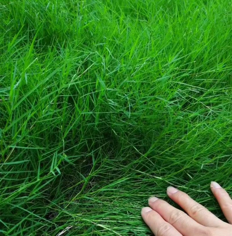 巴根草种子铁线草护坡草籽爬地草绊根草护坡种子防水土流失
