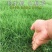 巴根草种子铁线草护坡草籽爬地草绊根草护坡种子防水土流失