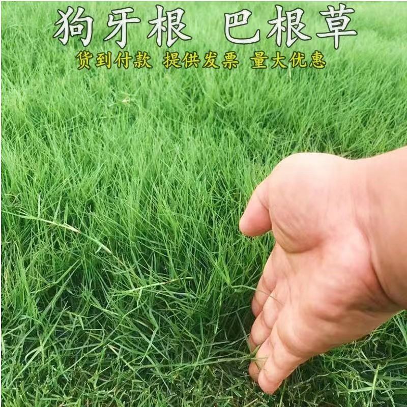 巴根草种子铁线草护坡草籽爬地草绊根草护坡种子防水土流失