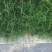 巴根草种子铁线草护坡草籽爬地草绊根草护坡种子防水土流失