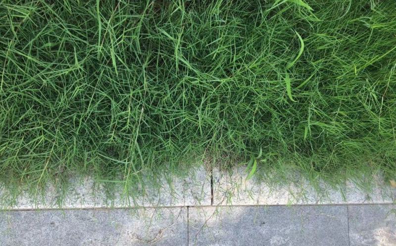 巴根草种子铁线草护坡草籽爬地草绊根草护坡种子防水土流失
