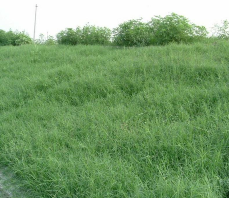 巴根草种子铁线草护坡草籽爬地草绊根草护坡种子防水土流失