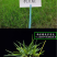 巴根草种子铁线草护坡草籽爬地草绊根草护坡种子防水土流失
