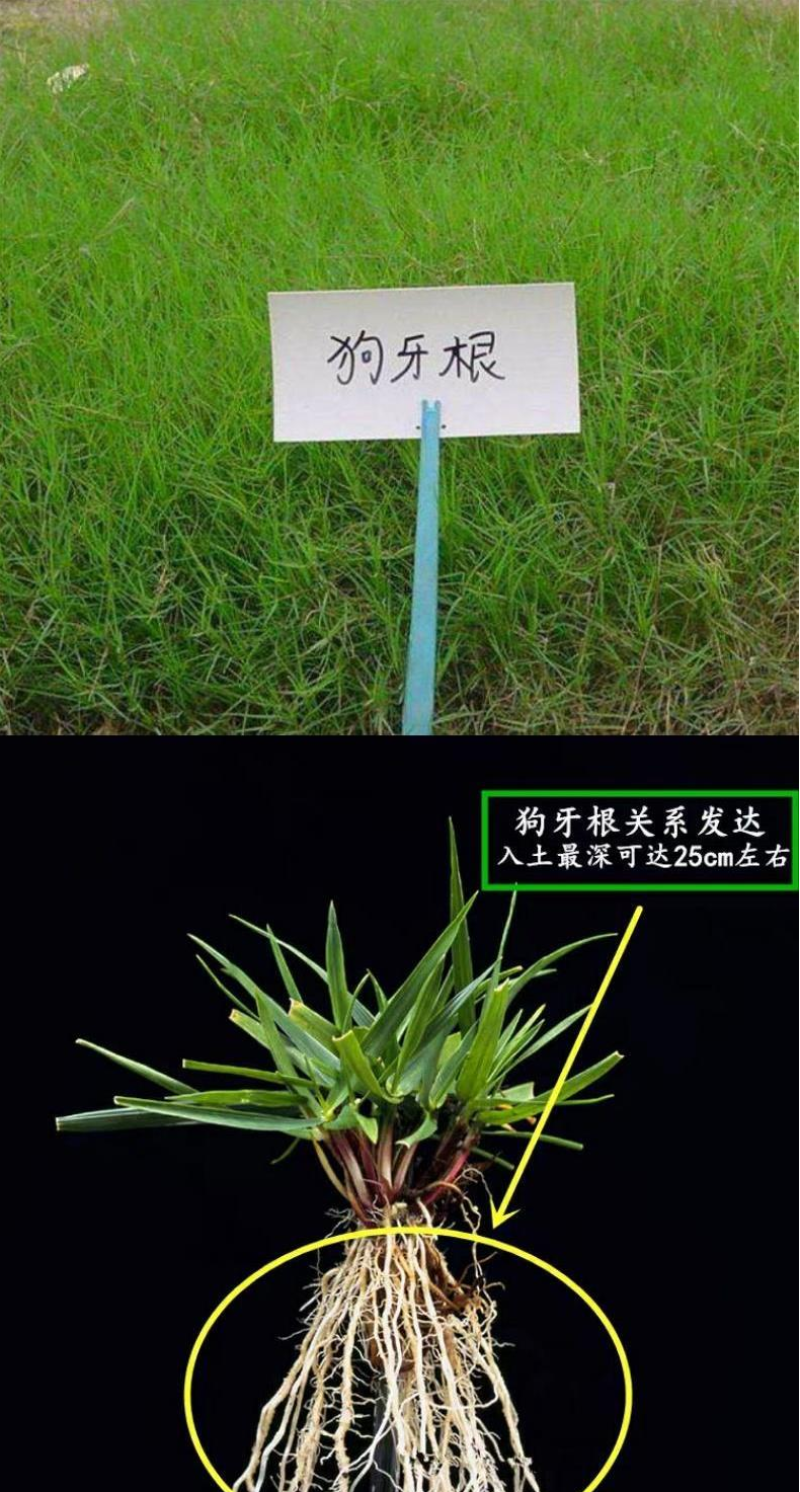 巴根草种子铁线草护坡草籽爬地草绊根草护坡种子防水土流失