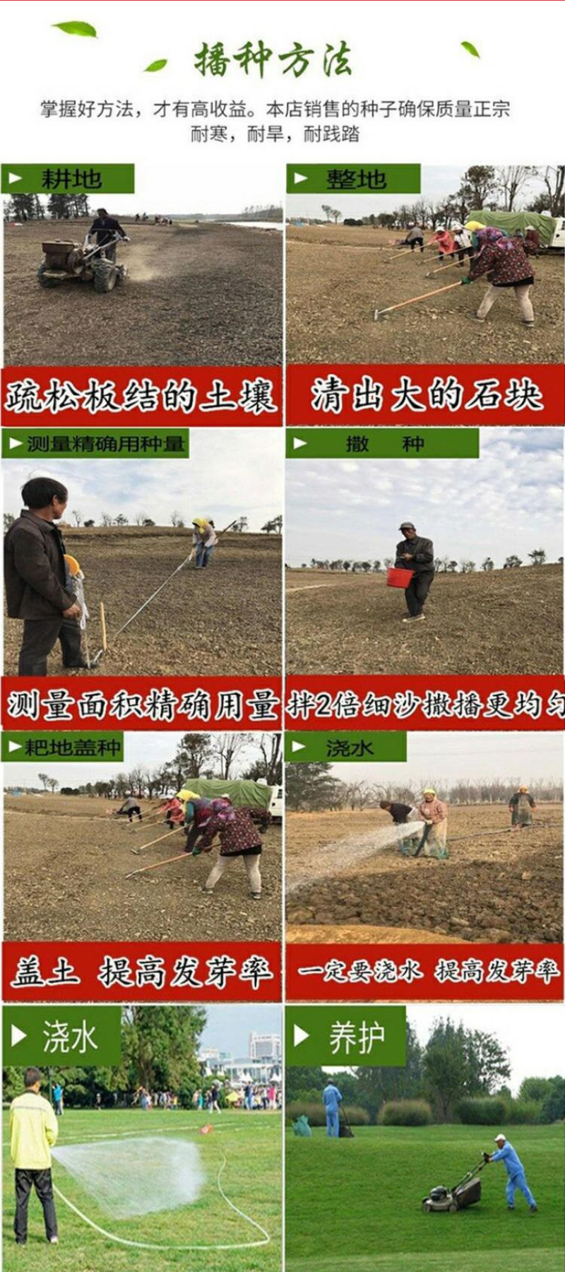 巴根草种子铁线草护坡草籽爬地草绊根草护坡种子防水土流失