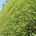 巴根草种子铁线草护坡草籽爬地草绊根草护坡种子防水土流失