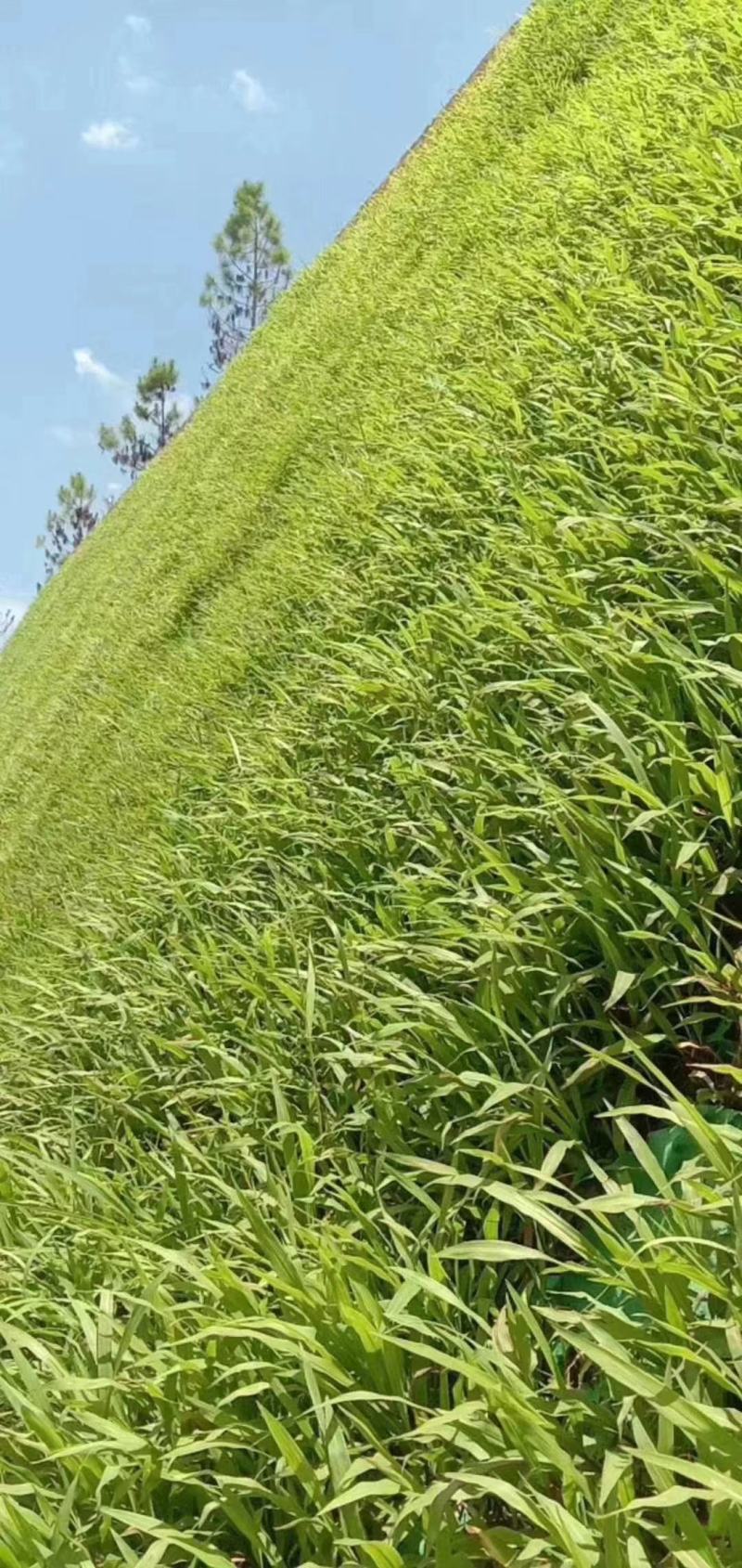 巴根草种子铁线草护坡草籽爬地草绊根草护坡种子防水土流失