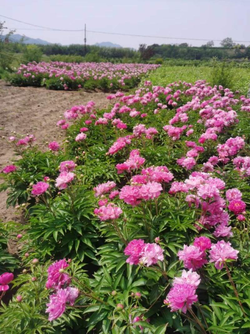 芍药花重瓣芍药多年生草本花卉耐寒观花植物量大从优