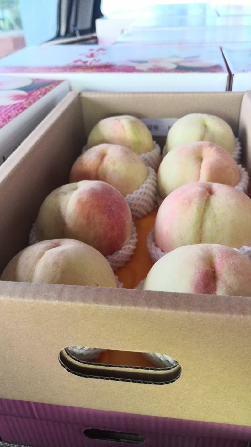 正宗无锡阳山水蜜桃果园直发产地直供6-8月产