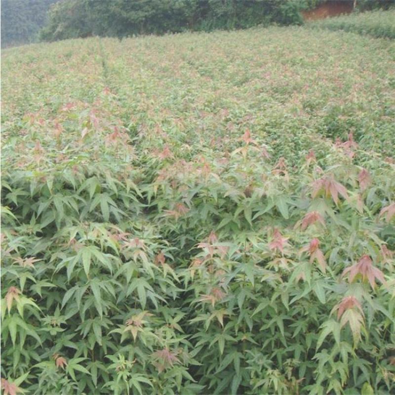 青枫树种子当年新采青枫种子园林绿化也是嫁接红枫的砧