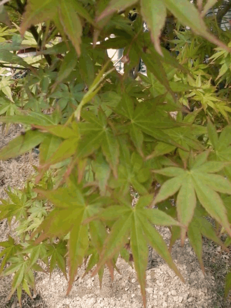 青枫树种子当年新采青枫种子园林绿化也是嫁接红枫的砧