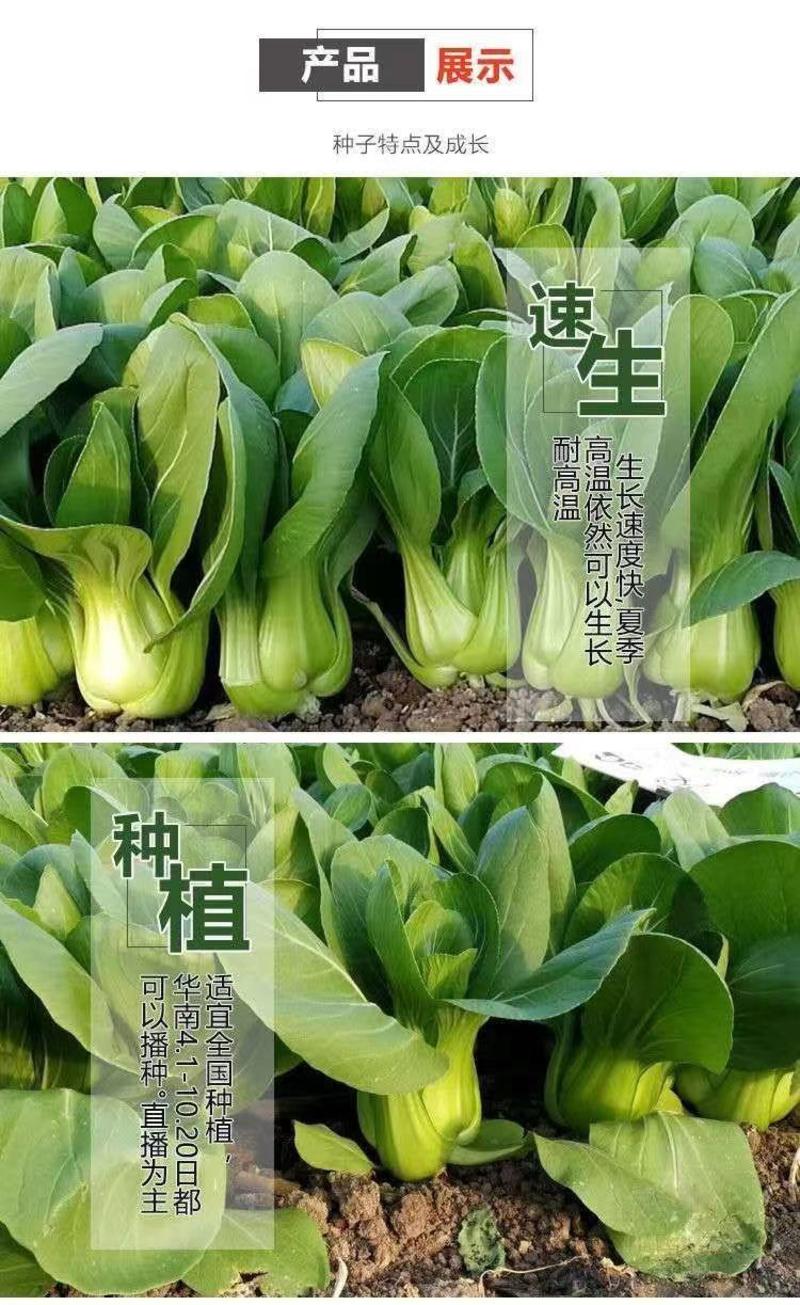 四季小白菜菜种子矮脚上海青种子小青菜籽蔬菜油菜盆栽阳台蔬