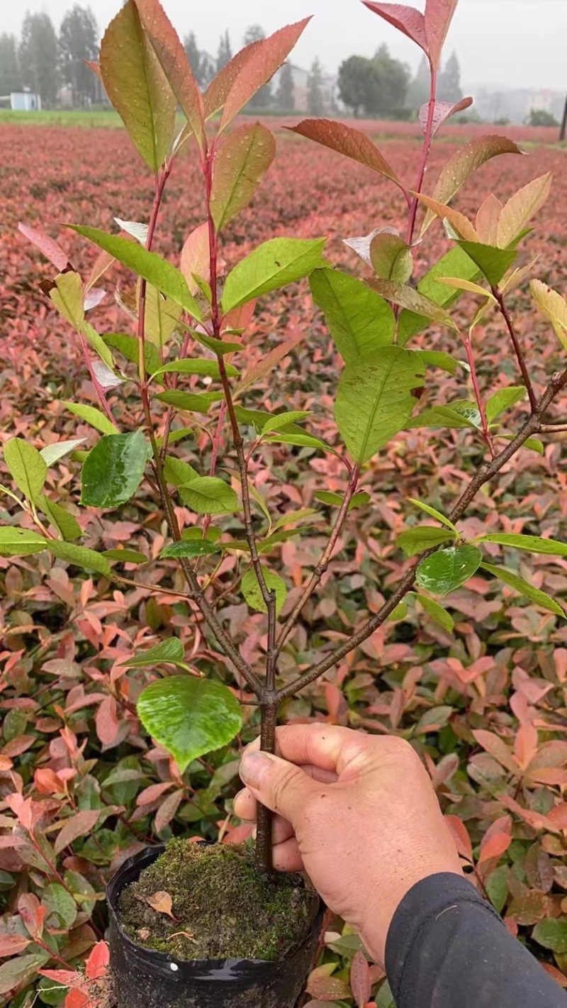 大杯苗红叶石楠大冠幅两年苗高度50-70质量保证