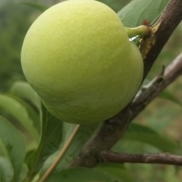蜂糖李（镇宁县六马蜂糖李）。