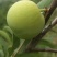 蜂糖李（镇宁县六马蜂糖李）。