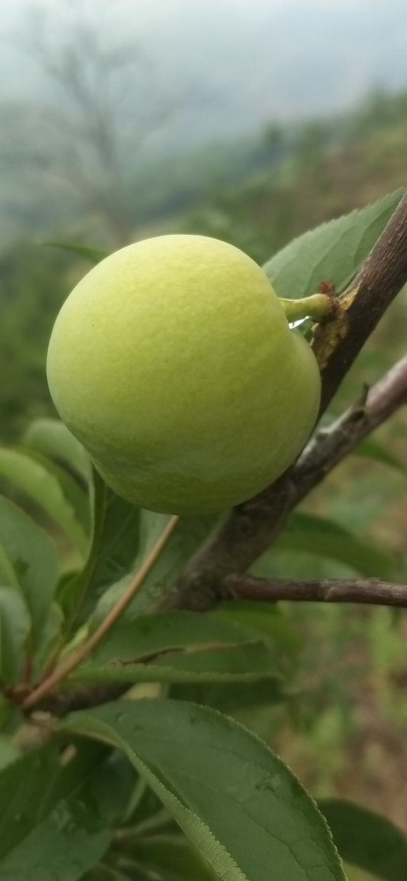 蜂糖李（镇宁县六马蜂糖李）。