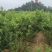 脆甜桃早熟桃6月初新鲜采摘量大价优苍溪文昌特产基地直发