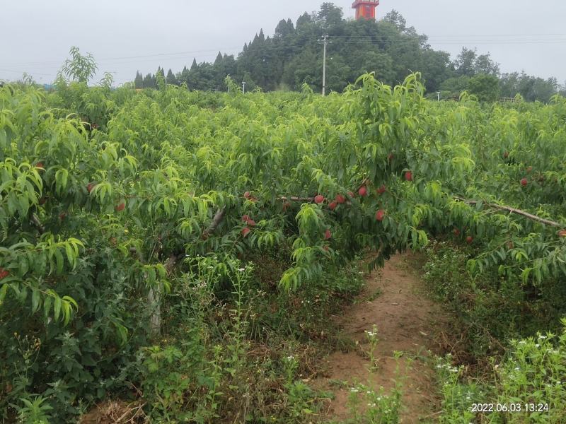 脆甜桃早熟桃6月初新鲜采摘量大价优苍溪文昌特产基地直发