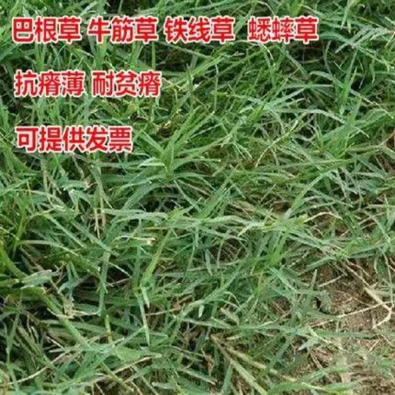 巴根草种子铁线草护坡草籽爬地草绊根草护坡种子防水土流失