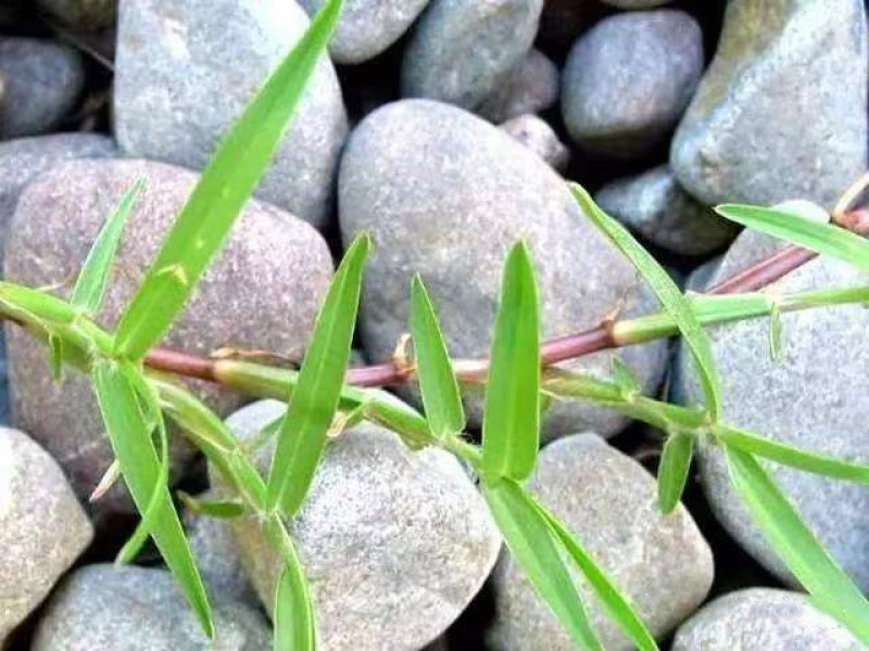 巴根草种子铁线草护坡草籽爬地草绊根草护坡种子防水土流失